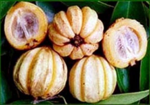  Garcinia Cambogia P.E.